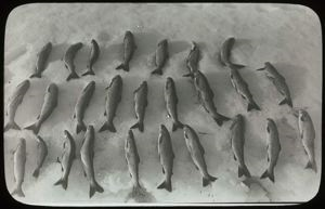Image: Char, Northern Trout
